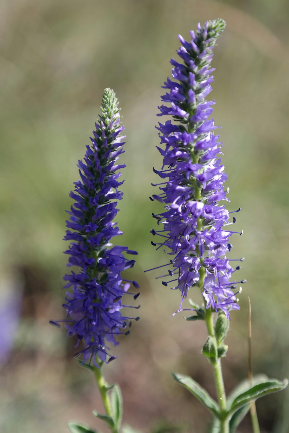 Veronica longifolia