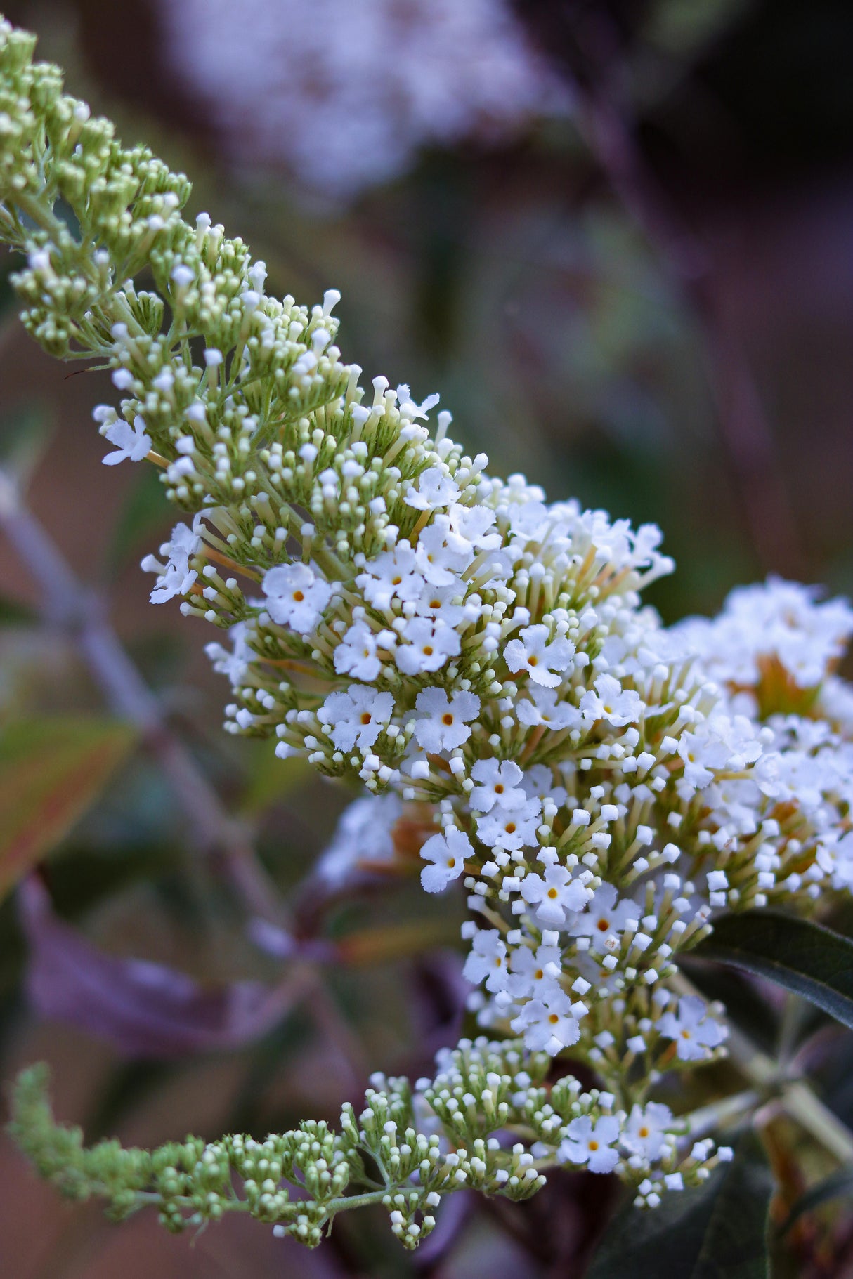 Buddleja davidii ' White Profusion