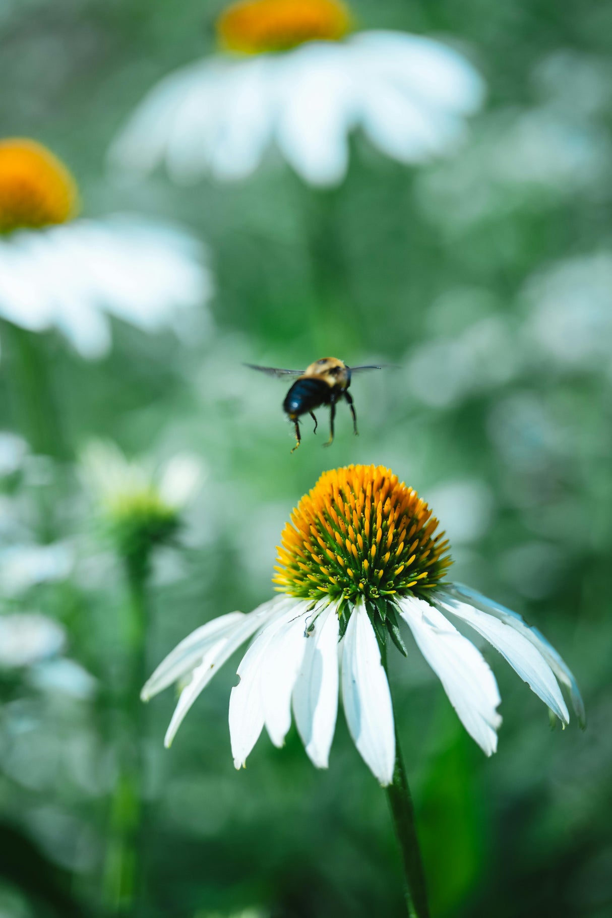 Echinacea p. 'White Swan - Zonnehoed