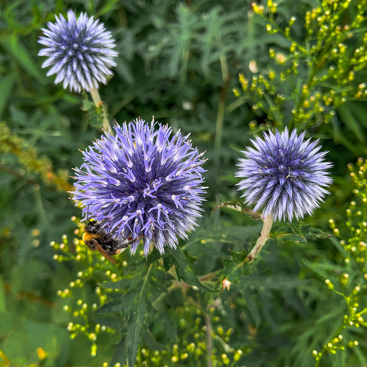 Echinops bannaticus 'Blue Glow' - Kogeldistel