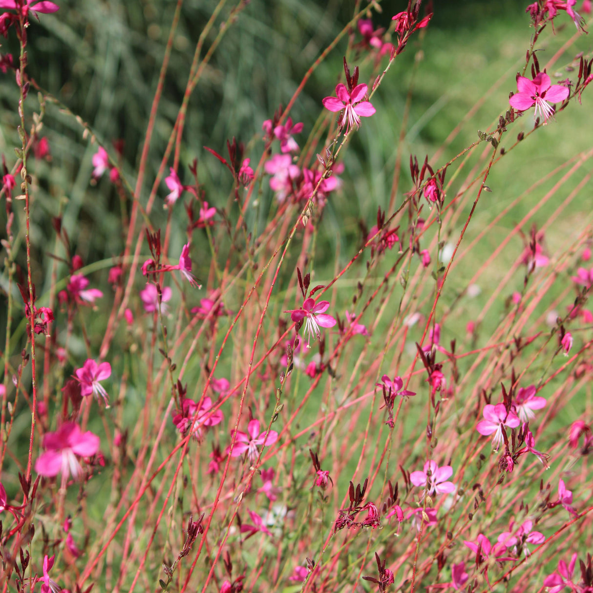 Gaura lindh. 'Blaze' - Prachtkaars