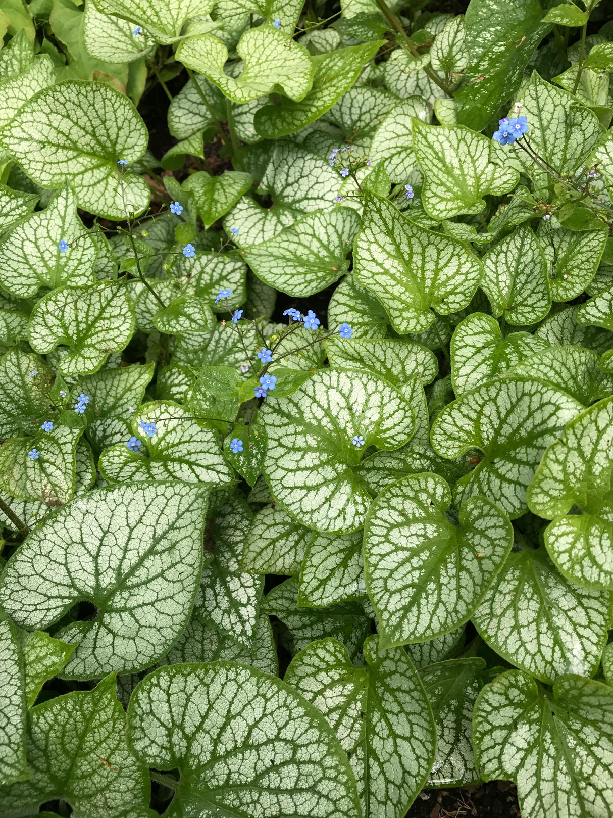 Brunnera macr. 'Variegata' - vergeet mij nietje
