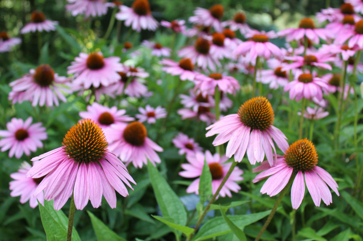 Echinacea purpurea 'Magnus' - Zonnehoed