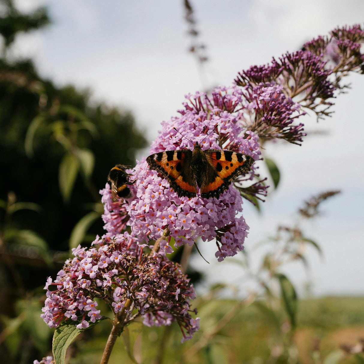 Buddleja davidii ' Pink Delight - 'Vlinderstruik
