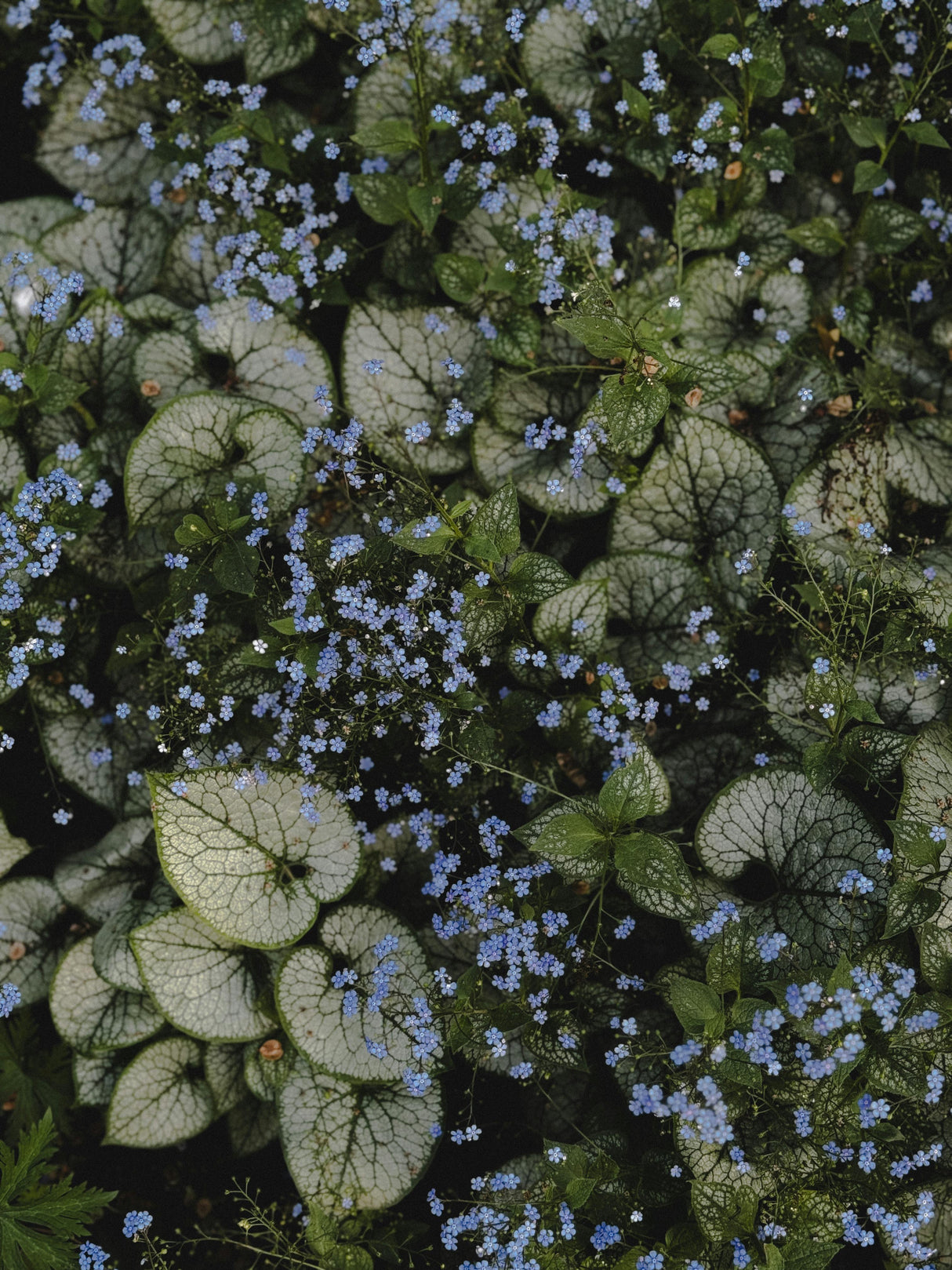 Brunnera macr. 'Variegata' - vergeet mij nietje