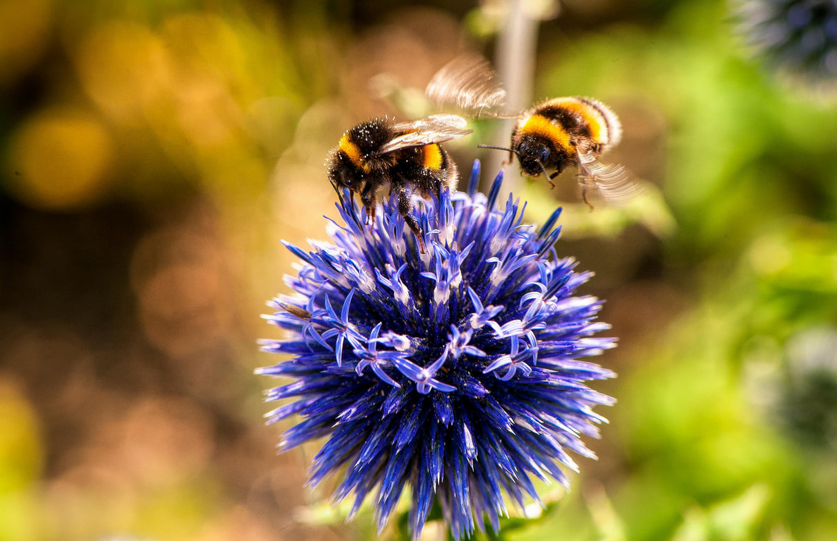 Echinops bannaticus 'Blue Glow' - Kogeldistel