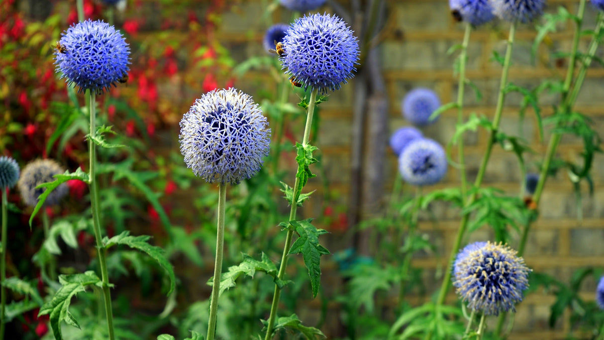 Echinops bannaticus 'Blue Glow' - Kogeldistel