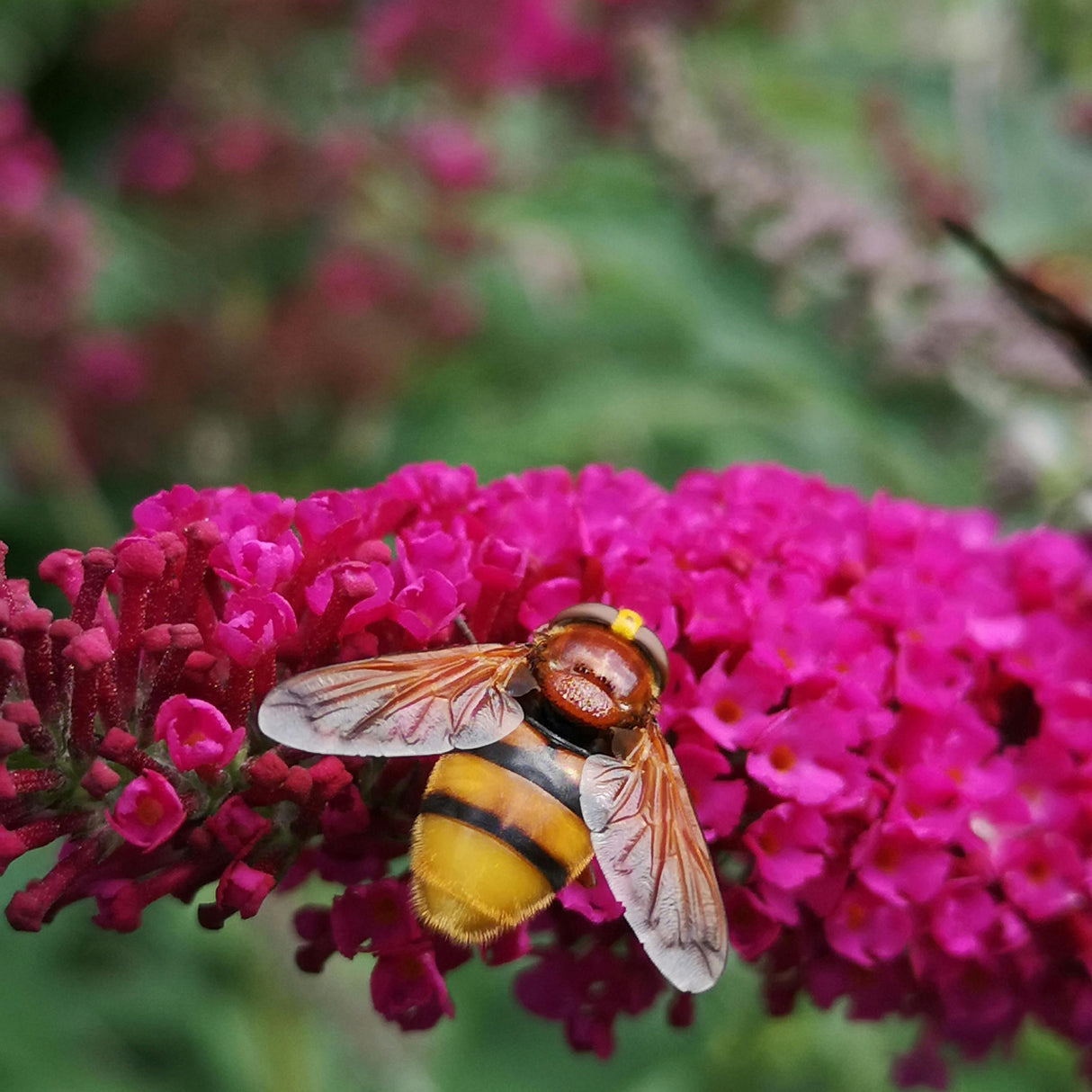 Buddleja davidii ' Royal Red '