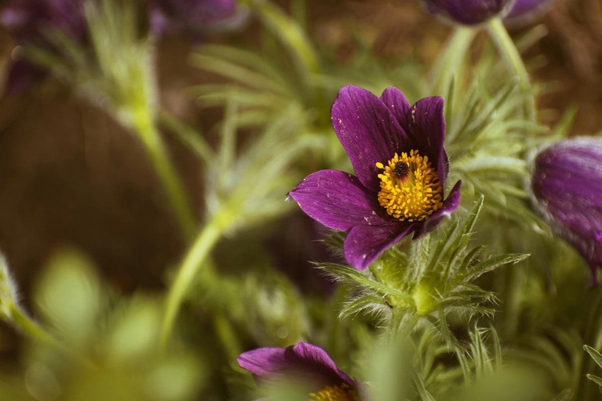 Pulsatilla vulgaris - Wildemanskruid
