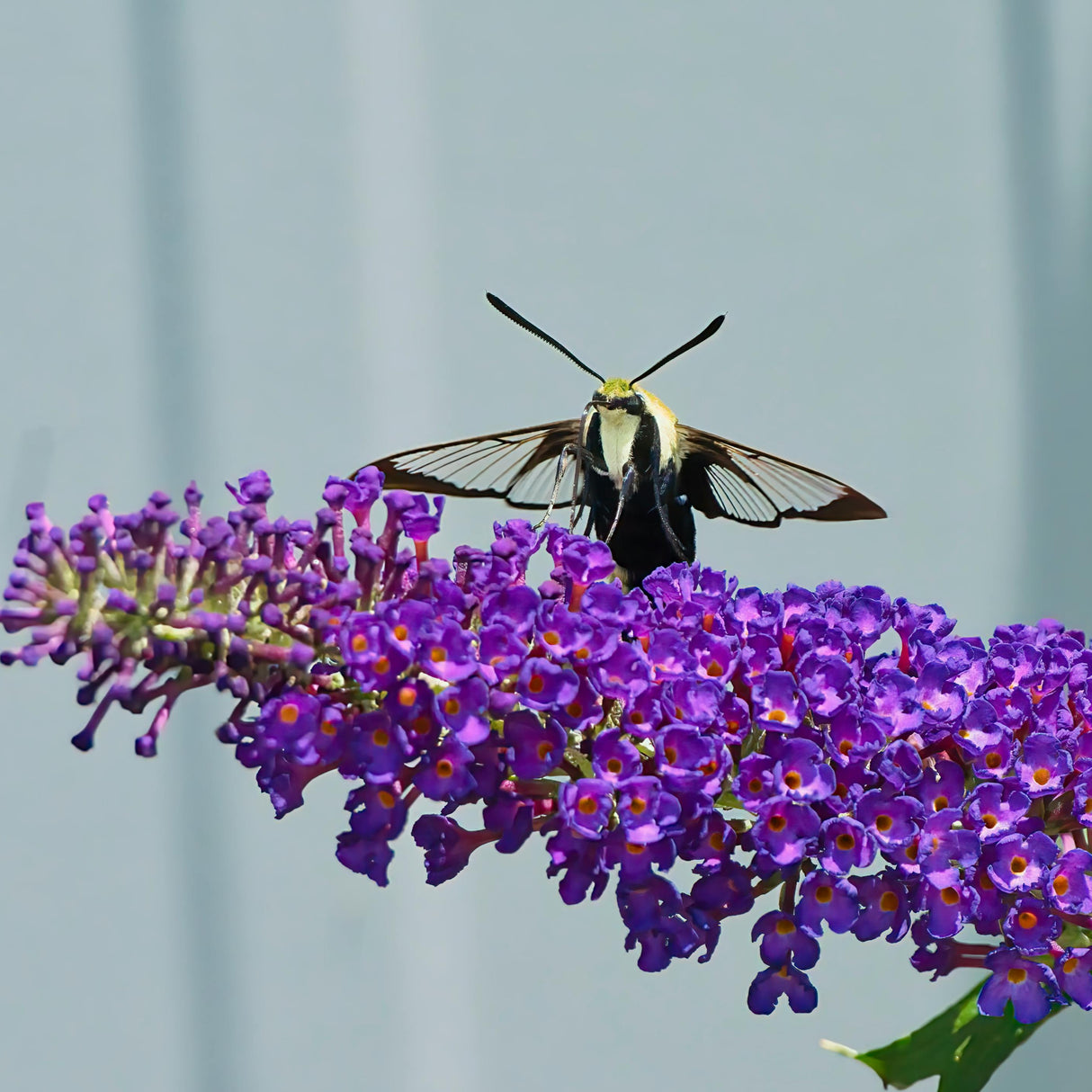 Buddleja davidii ' Ile de France '