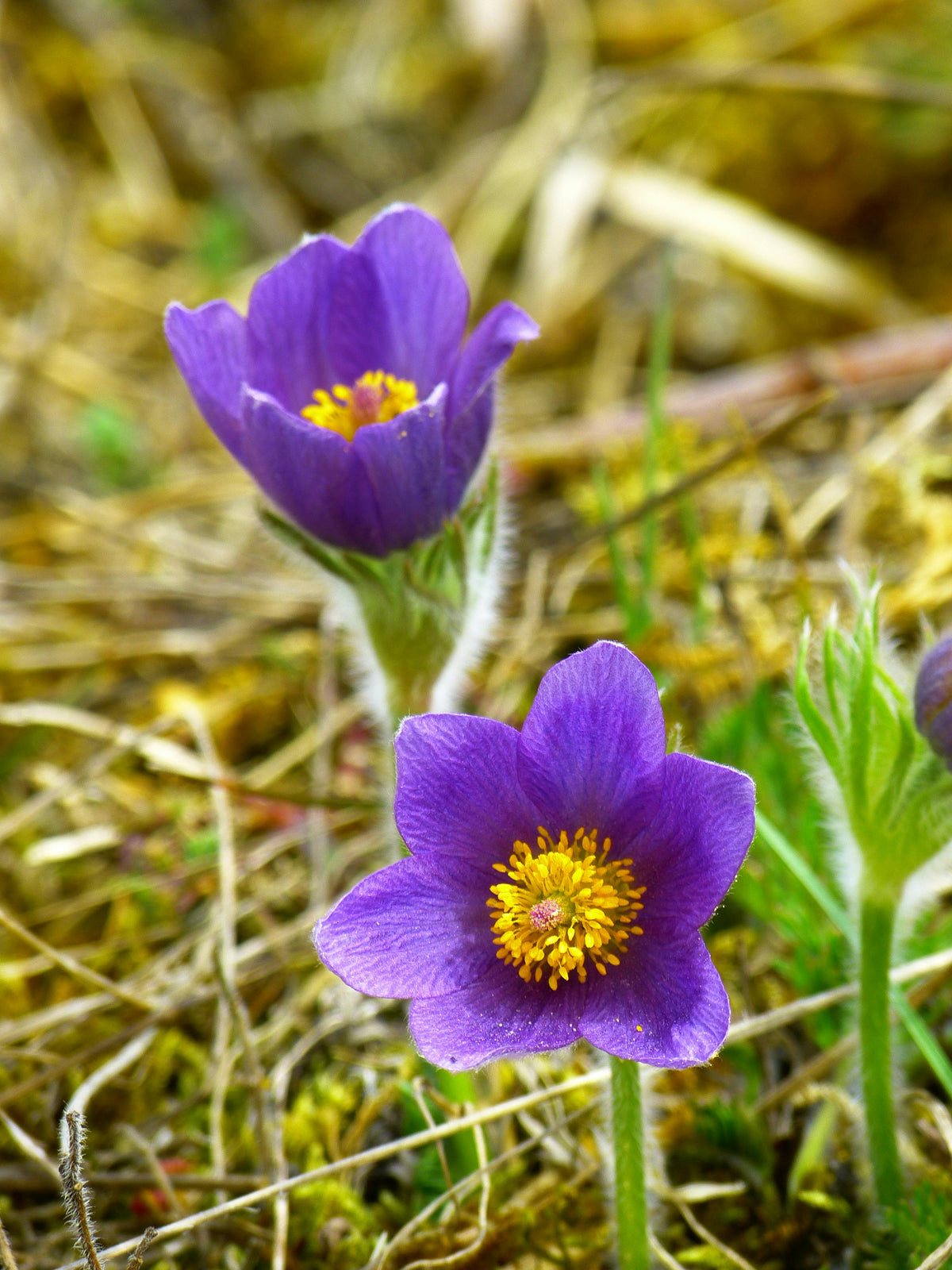 Pulsatilla vulgaris - Wildemanskruid