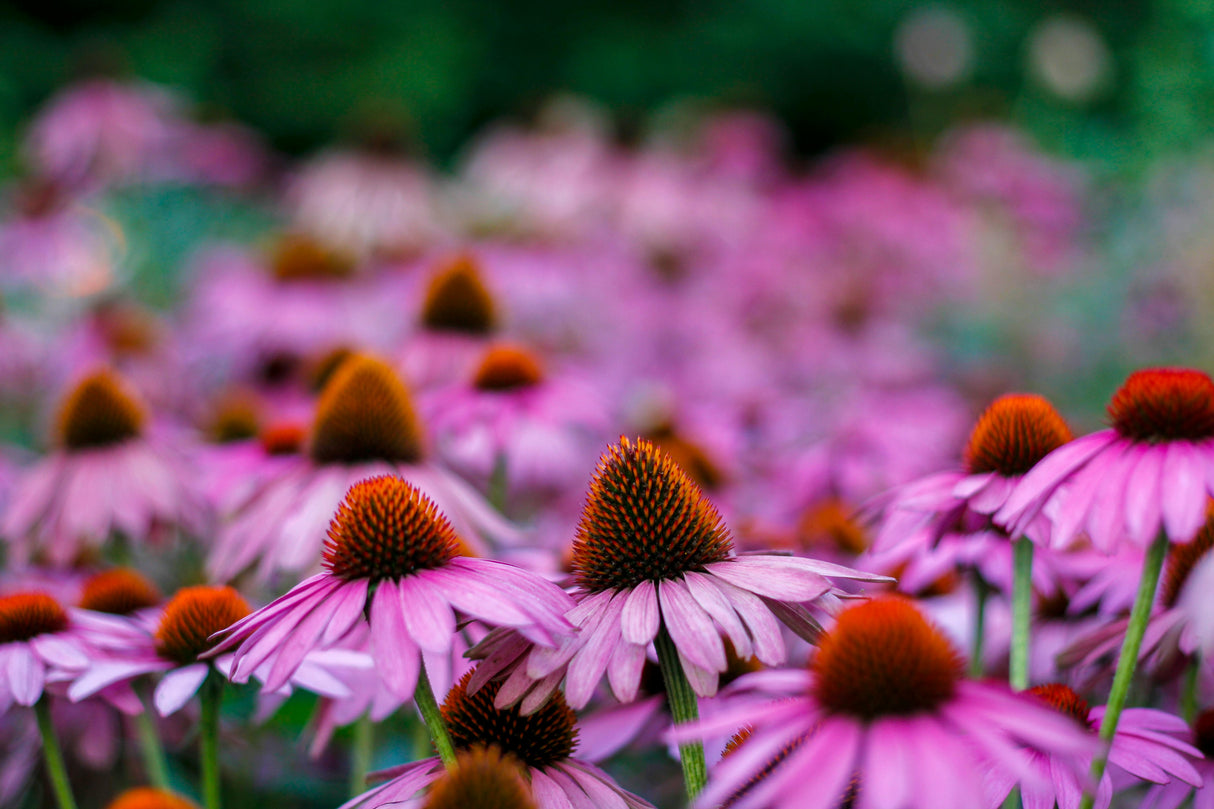 Echinacea purpurea 'Magnus' - Zonnehoed