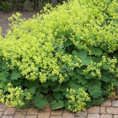 Alchemilla mollis vrouwenmantel - vrouwenmantel - toptuinplanten