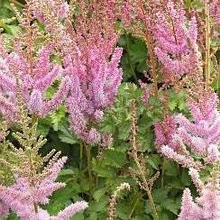 Astilbe chinens. 'Pumila' - Astilbe - toptuinplanten