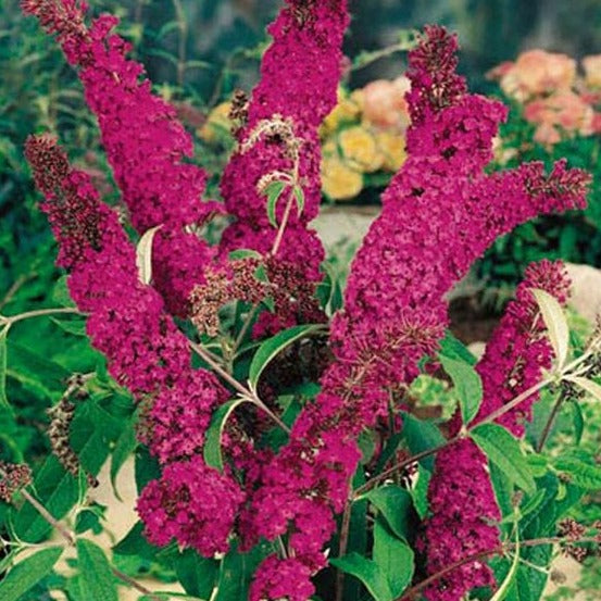 Buddleja davidii ' Royal Red ' - toptuinplanten