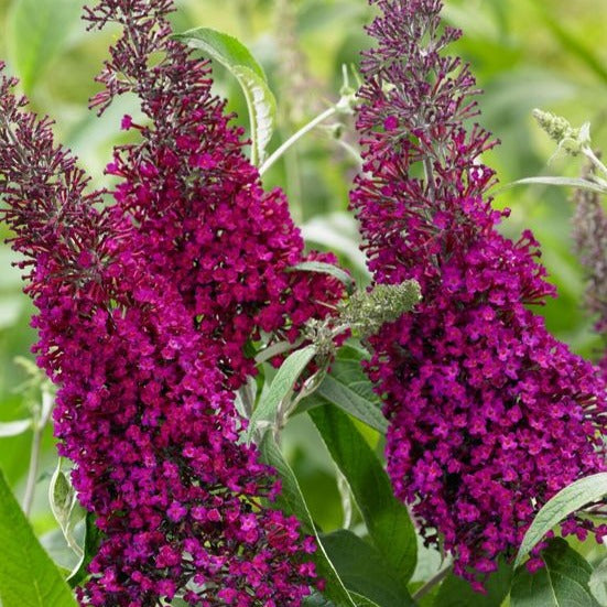 Buddleja davidii ' Royal Red ' - toptuinplanten