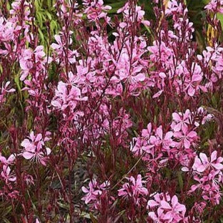 Gaura lindh. 'Blaze' - Prachtkaars - toptuinplanten