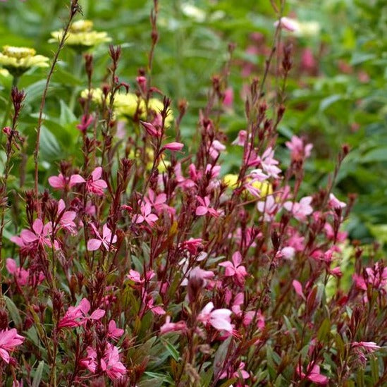 Gaura lindh. 'Blaze' - Prachtkaars - toptuinplanten