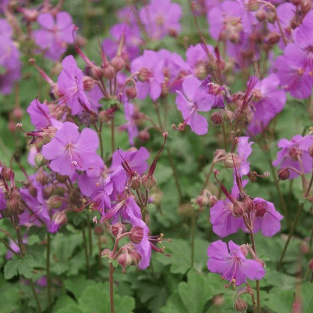 Geranium cantabrigiense Karmina Ooienvaarsbek - toptuinplanten