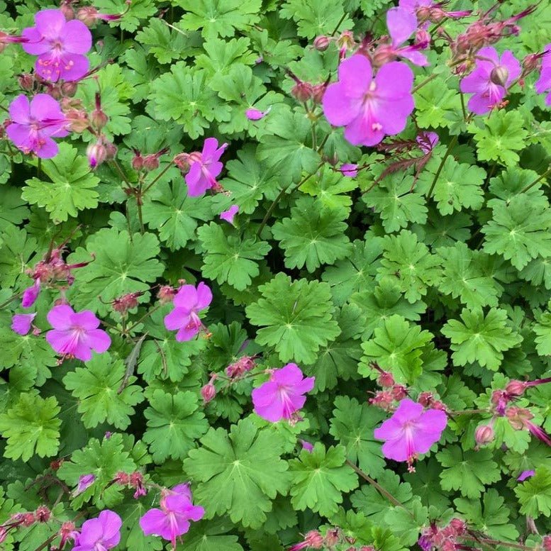 Geranium cantabrigiense Karmina Ooienvaarsbek - toptuinplanten