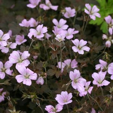Geranium 'Dusky Crüg - Ooievaarsbek - toptuinplanten