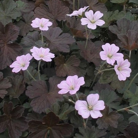 Geranium 'Dusky Crüg - Ooievaarsbek - toptuinplanten