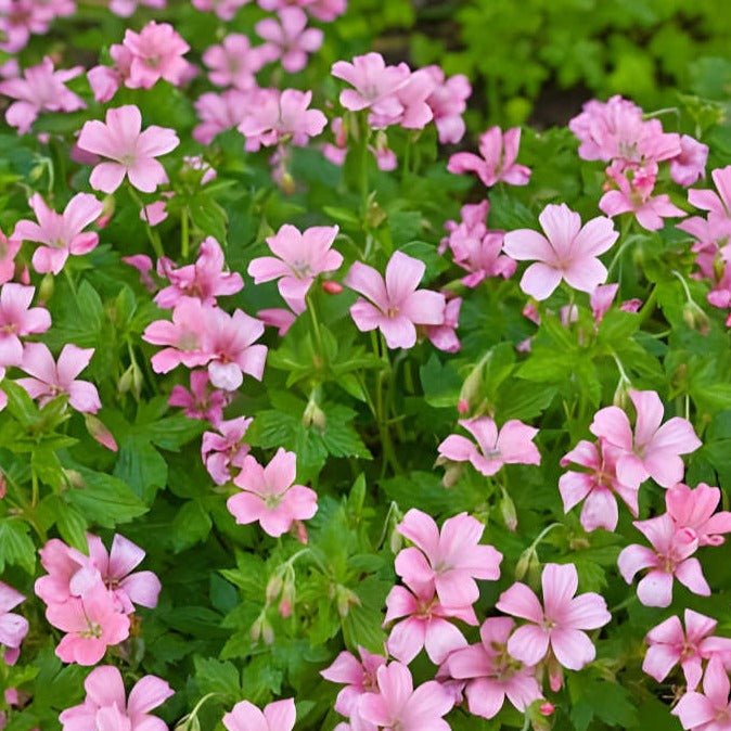 Geranium endressii 'Wargrave Pink' Ooienvaarsbek - toptuinplanten
