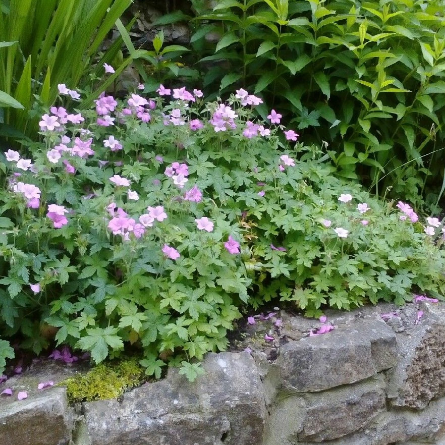 Geranium endressii 'Wargrave Pink' Ooienvaarsbek - toptuinplanten