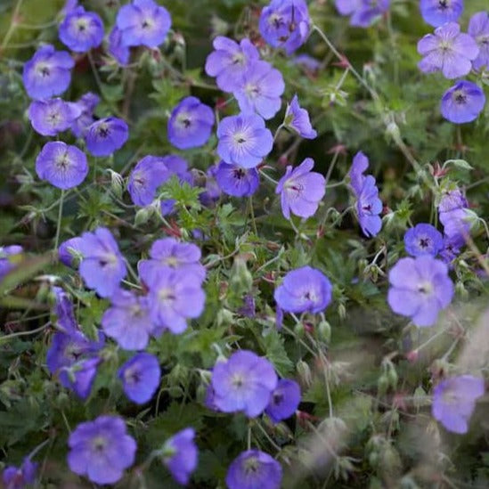Geranium 'Orion - Ooievaarsbek - toptuinplanten