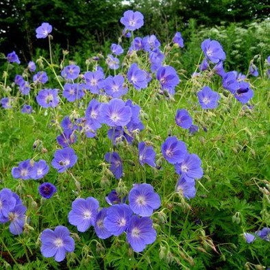 Geranium 'Orion - Ooievaarsbek - toptuinplanten