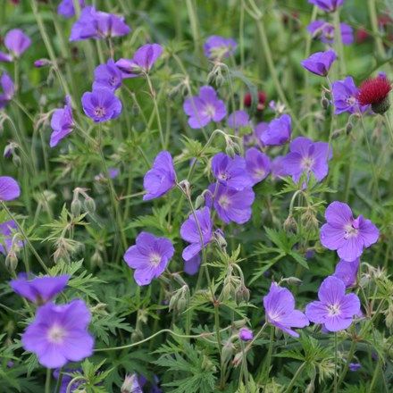 Geranium 'Orion - Ooievaarsbek - toptuinplanten