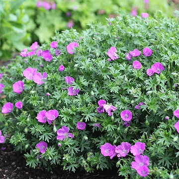 Geranium sanguineum. 'Max Frei' Ooienvaarsbek - toptuinplanten