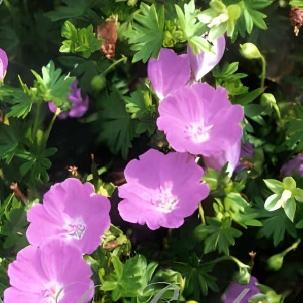 Geranium sanguineum. 'Max Frei' Ooienvaarsbek - toptuinplanten