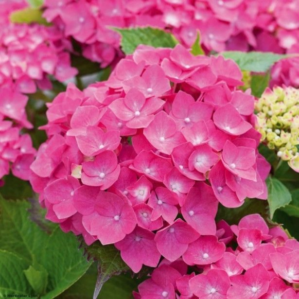 Hydrangea macrophylla ' Leuchtfeuer' - toptuinplanten