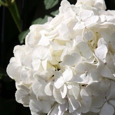 Hydrangea macrophylla 'Soeur Therese' - toptuinplanten