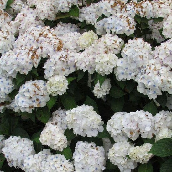 Hydrangea macrophylla 'Soeur Therese' - toptuinplanten