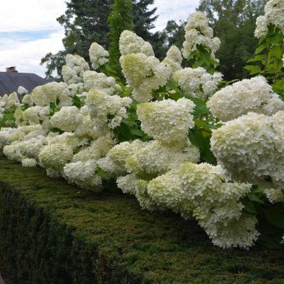 Hydrangea paniculata 'Limelight' - toptuinplanten