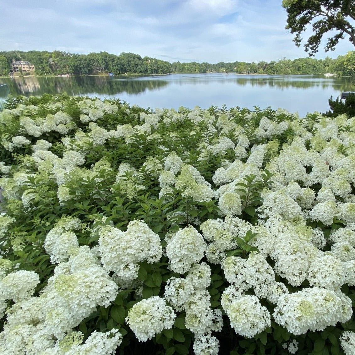 Hydrangea paniculata 'Limelight' - toptuinplanten