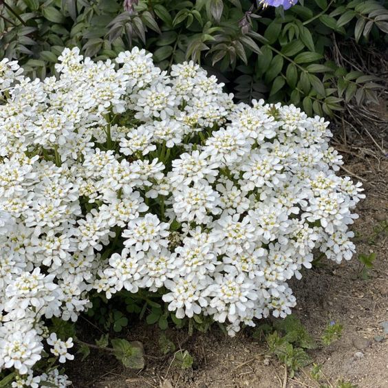 Iberis semp. 'Fischbeck - Scheefkelk - toptuinplanten