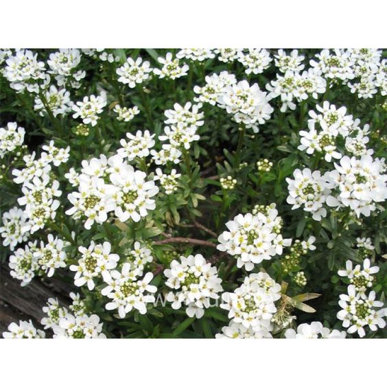 Iberis semp. 'Fischbeck - Scheefkelk - toptuinplanten