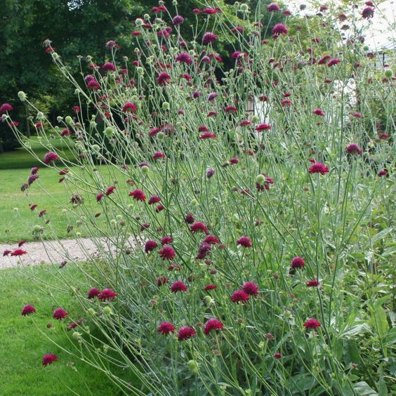 Knautia macedonica - Beemdkroon - toptuinplanten