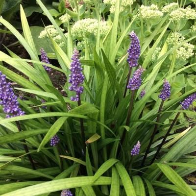 Liriope muscari 'Moneymaker' - leliegras - toptuinplanten