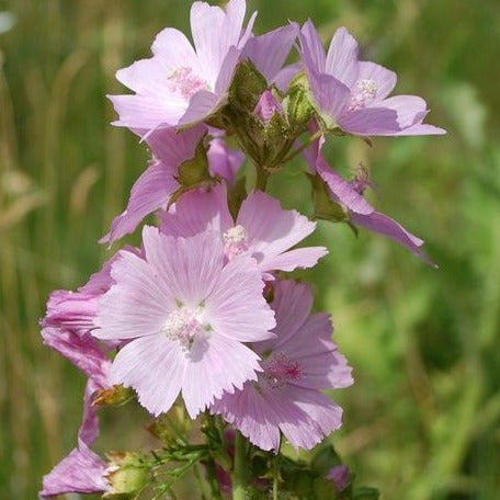 Malva moschata - Kaasjeskruid - toptuinplanten