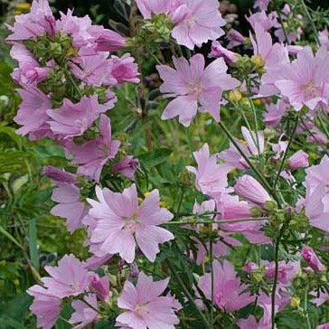 Malva moschata - Kaasjeskruid - toptuinplanten