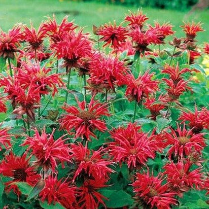 Monarda 'Cambridge Scarlet - Bergamot - toptuinplanten