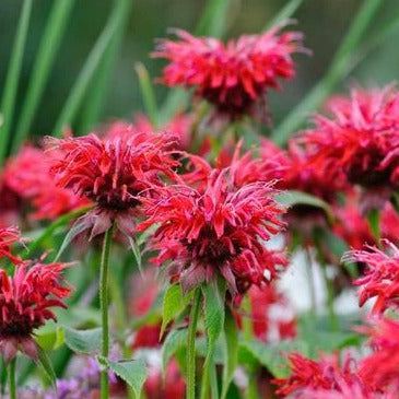 Monarda 'Cambridge Scarlet - Bergamot - toptuinplanten