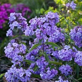 Phlox (P) 'Blue Boy - Vlambloem - toptuinplanten