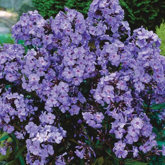 Phlox (P) 'Blue Paradise' - Vlambloem - toptuinplanten
