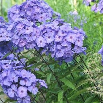 Phlox (P) 'Blue Paradise' - Vlambloem - toptuinplanten