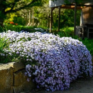 Phlox (S) 'Emerald Cushion Blue - Vlambloem - toptuinplanten